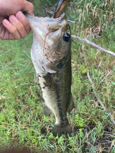 ラージマウスバスの釣果