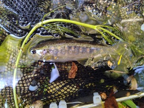 ブラウントラウトの釣果