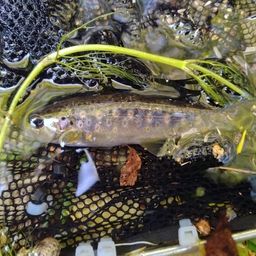 ブラウントラウト