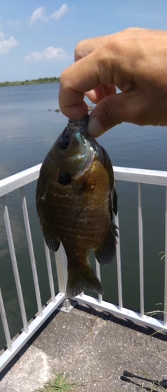 ブルーギルの釣果