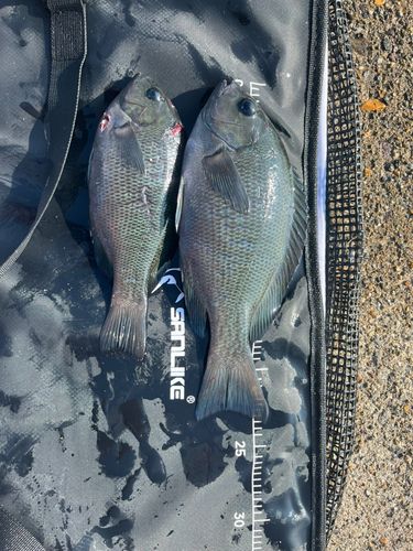 グレの釣果