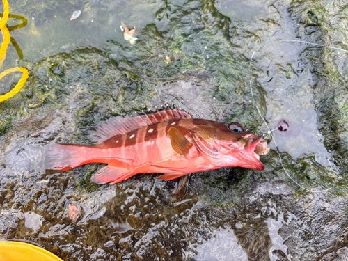 アカハタの釣果