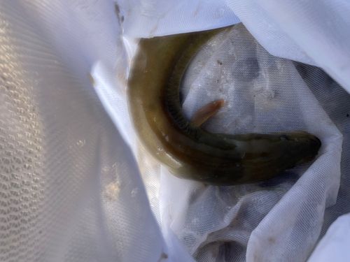 ウナギの釣果