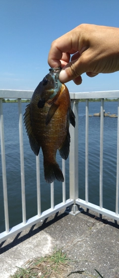 ブルーギルの釣果