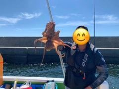 マダコの釣果