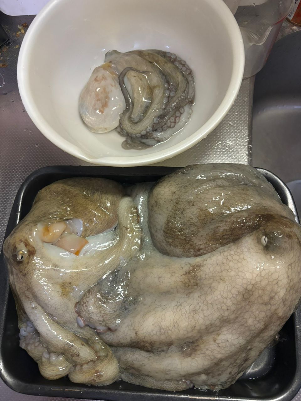 な　がさんの釣果 2枚目の画像