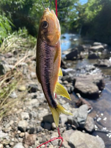 アブラハヤの釣果