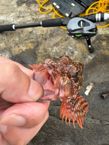 カサゴの釣果