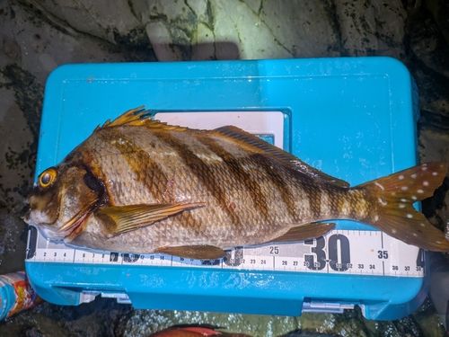 タカノハダイの釣果