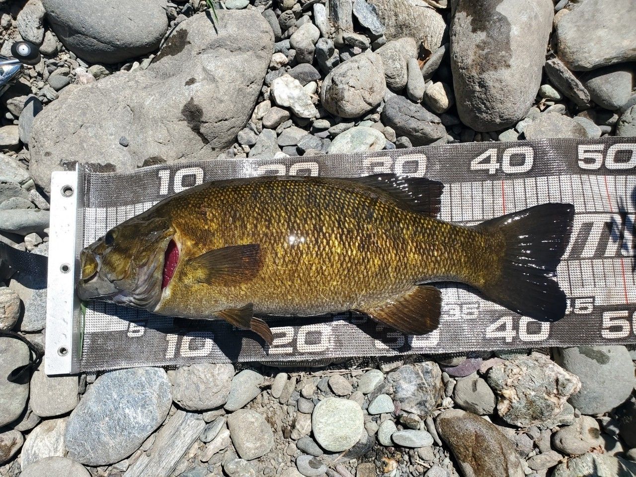 スモールマウスバス