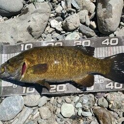 スモールマウスバス