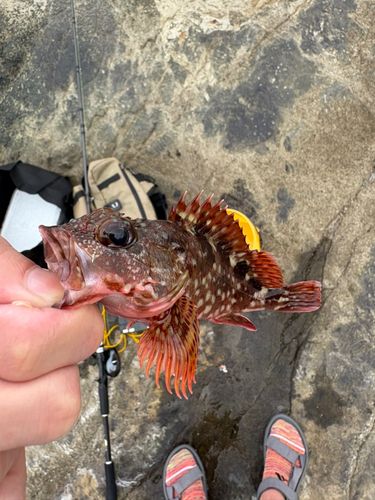 カサゴの釣果