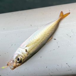 アジ