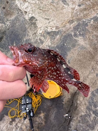 カサゴの釣果