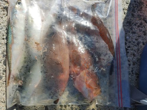 アコウの釣果