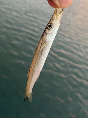 カマスの釣果