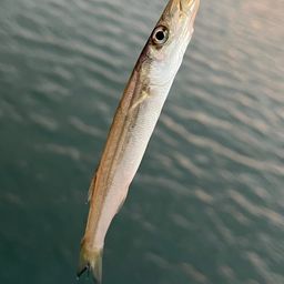カマス