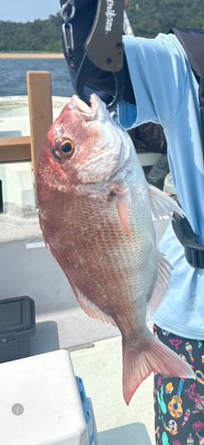 タイの釣果
