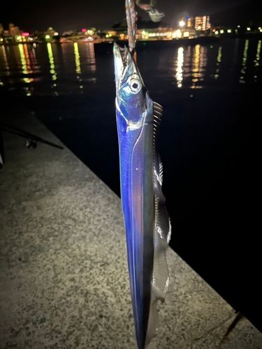 タチウオの釣果