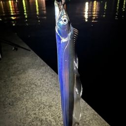 タチウオ