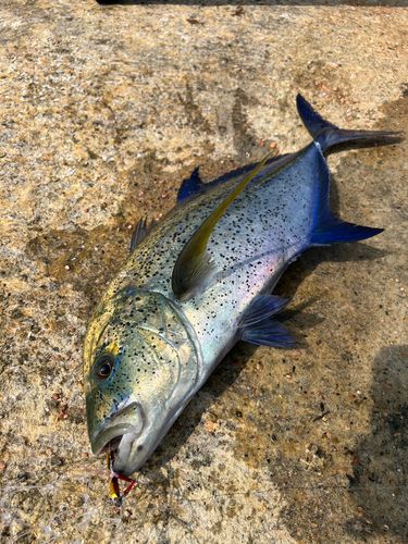 カスミアジの釣果