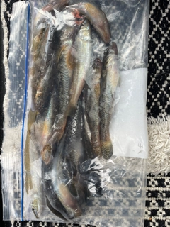 マハゼの釣果