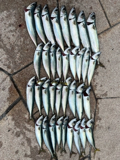 サバの釣果