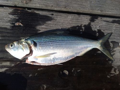 コノシロの釣果