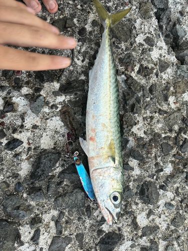 サバの釣果