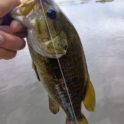 スモールマウスバス