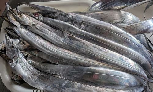 タチウオの釣果