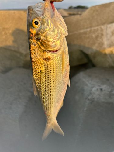 サッパの釣果