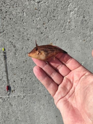 カワハギの釣果