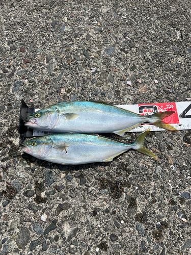 フクラギの釣果