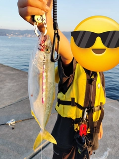 ワカシの釣果
