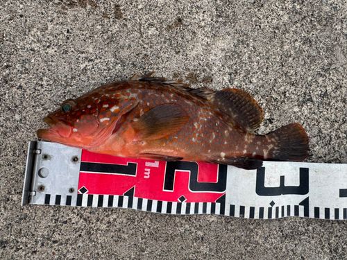 キジハタの釣果
