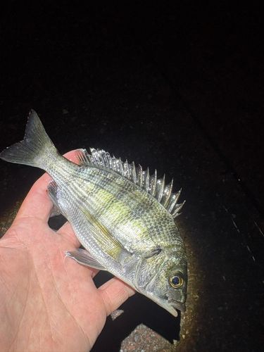 キビレの釣果