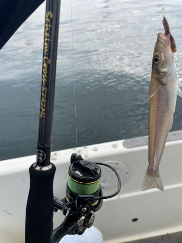 キスの釣果