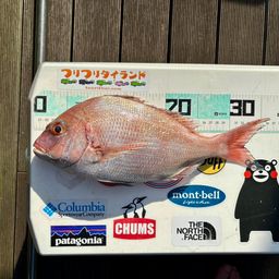 マダイ