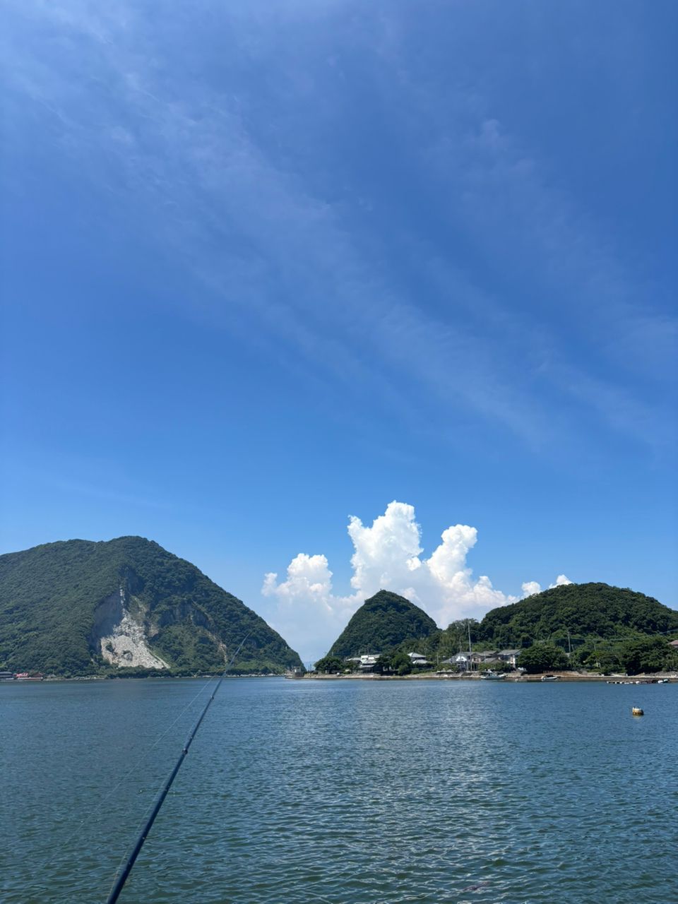 マダイ