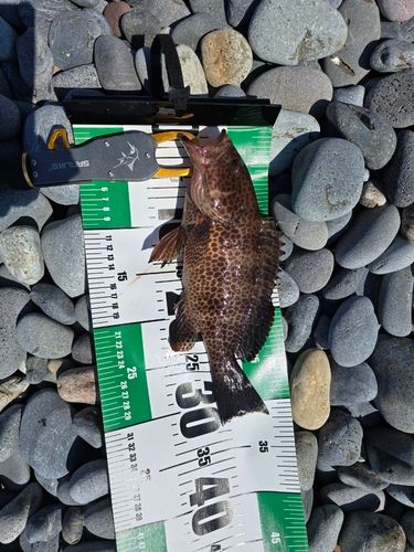 オオモンハタの釣果