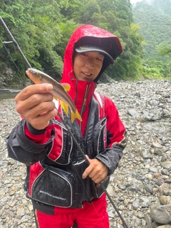 ウグイの釣果