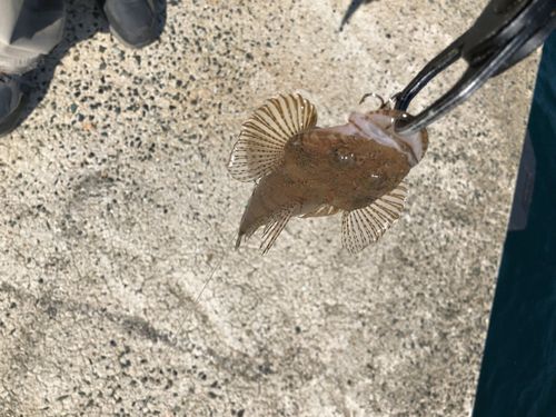 マゴチの釣果