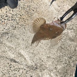 マゴチ