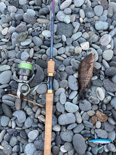 オオモンハタの釣果