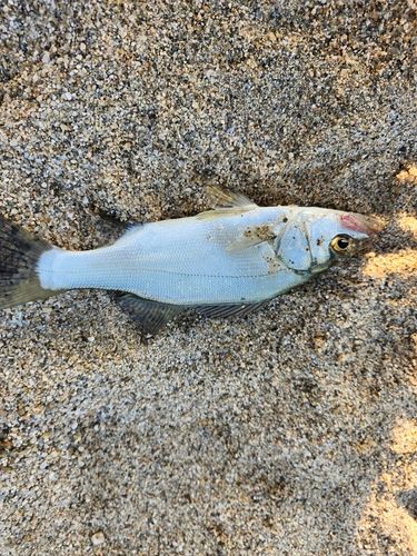 セイゴ（ヒラスズキ）の釣果