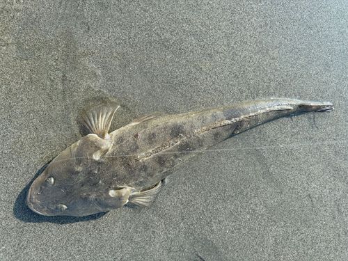 マゴチの釣果