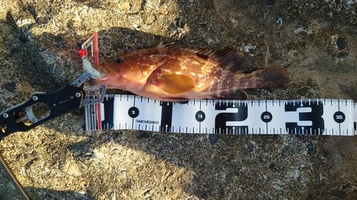 キジハタの釣果