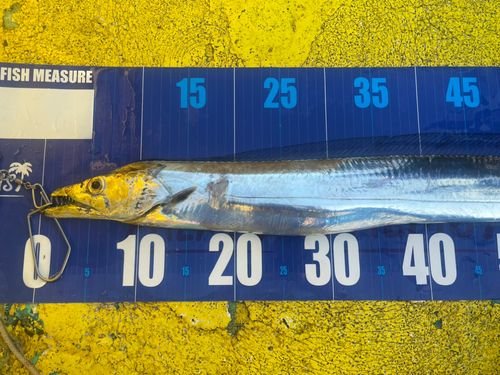 タチウオの釣果