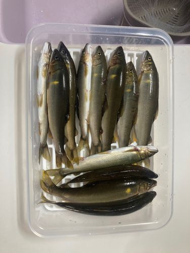 釣果